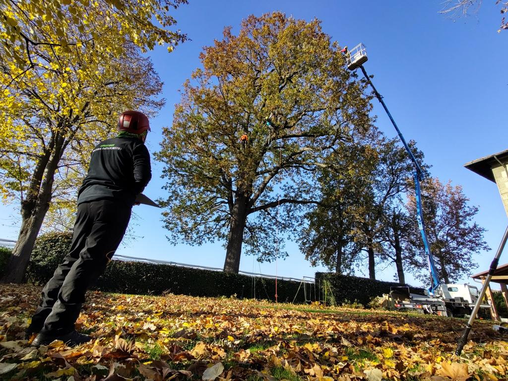 FAENZA.-Duemila-nuove-piante-per-la-citta-e-Festa-dell-Albero