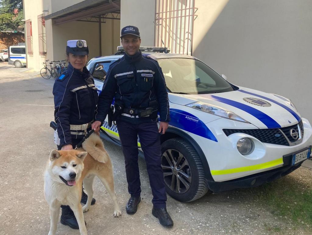 UNIONE.-Grosso-cane-salvato-dalle-auto-lungo-la-via-Emilia