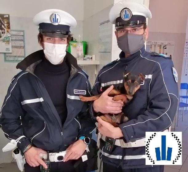 UNIONE.-Maltrattamento-animali-denunciata-una-35enne