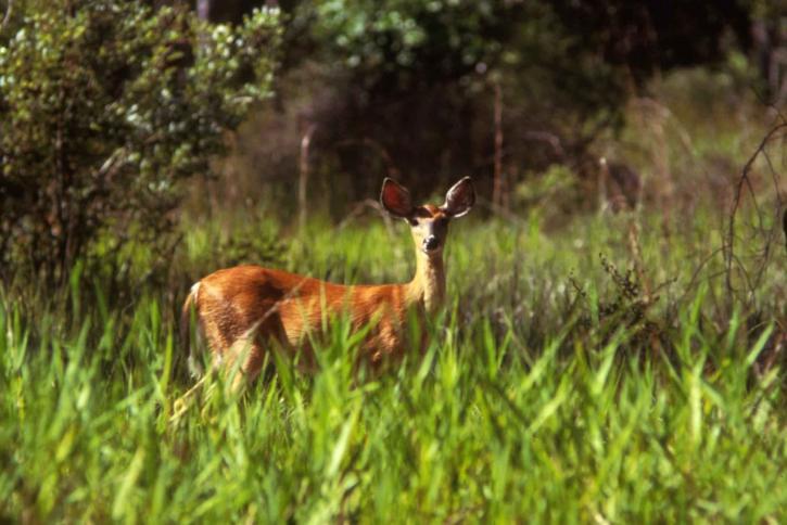 capriolo nel bosco