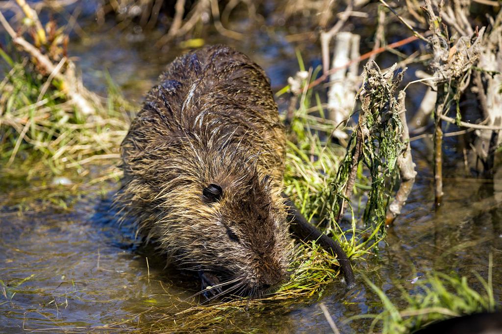 Richiesta-piano-di-controllo-della-specie-nutria